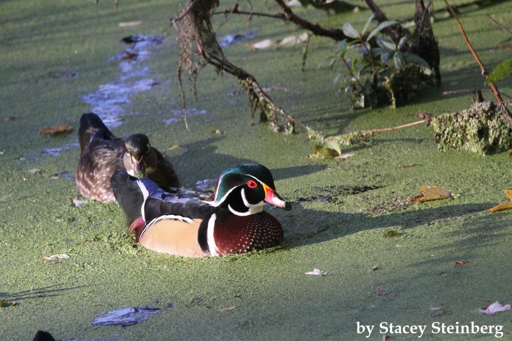 Duane-Loveland_Brecks-Mil-on-Brandywine